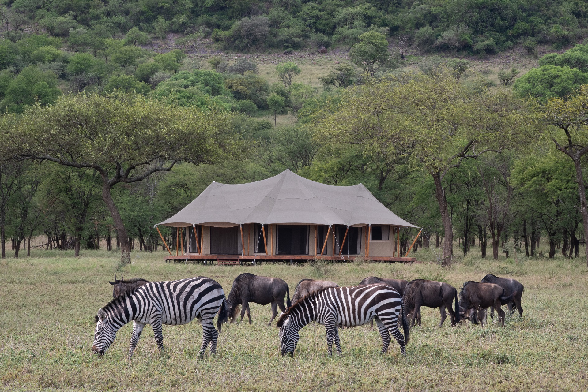 Zebras and wildebeest on the Serengeti plains near Cherero Camp