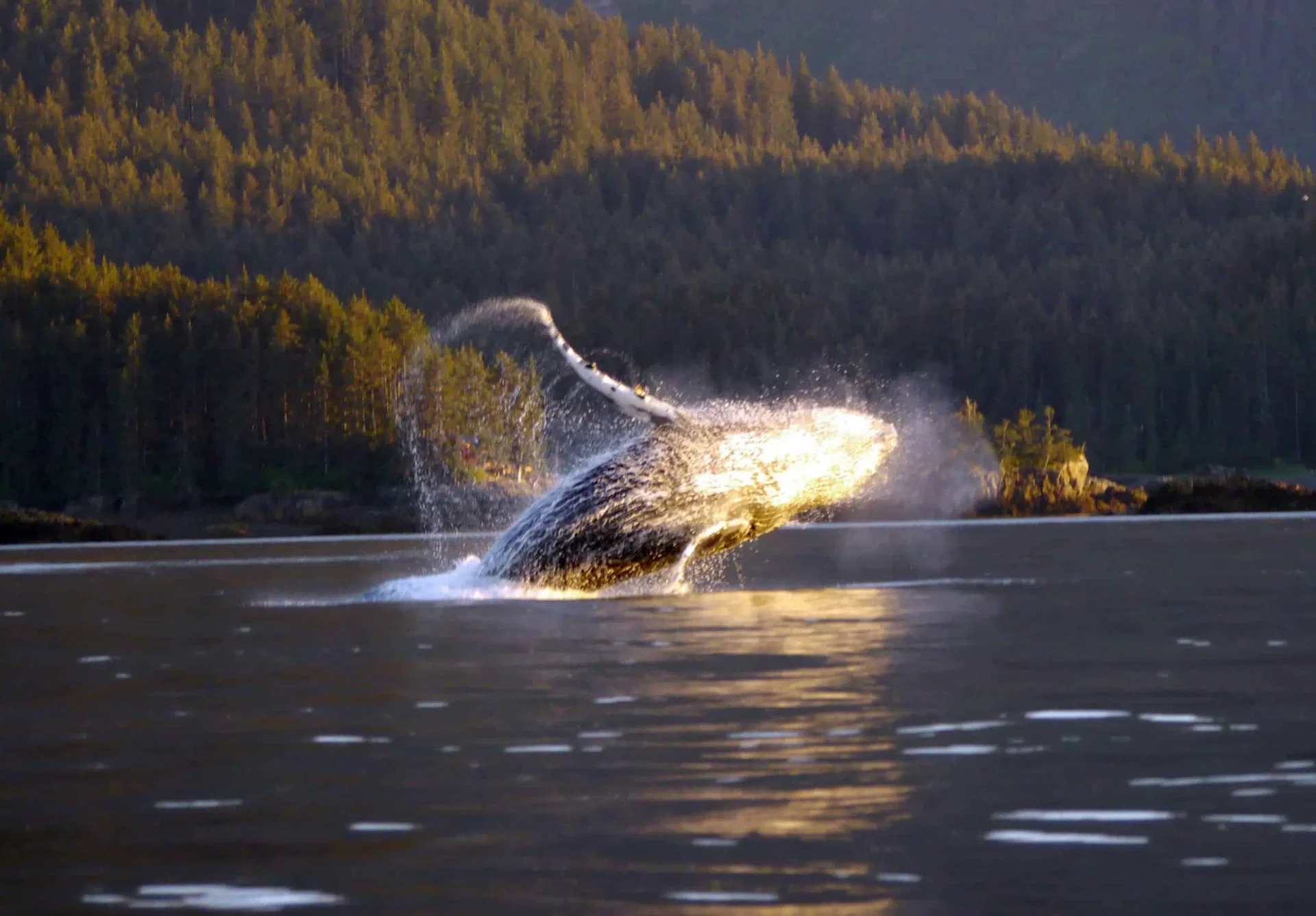 Humpback whale breaching at sunset in the waters near Tutka Bay