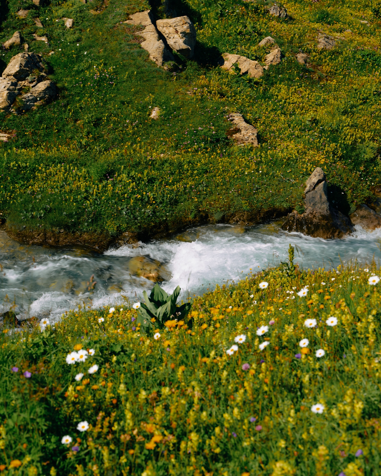 Wildflower meadow beside an alpine stream — life in renewal