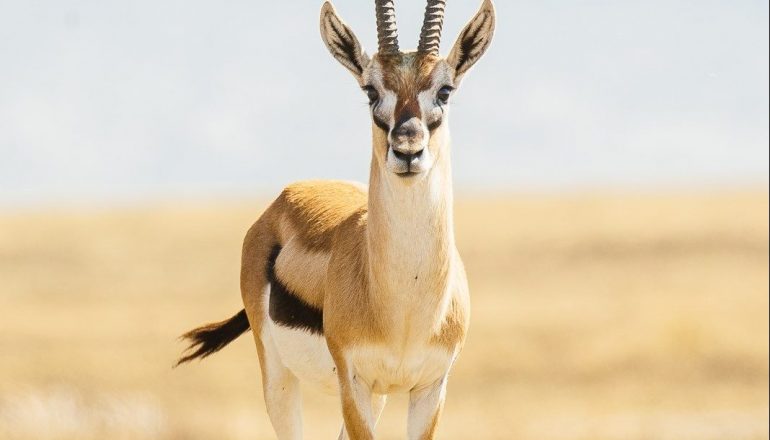 africa-tanzania-travel-photos-safari-38-thomsons-gazelle-tanveer-badal